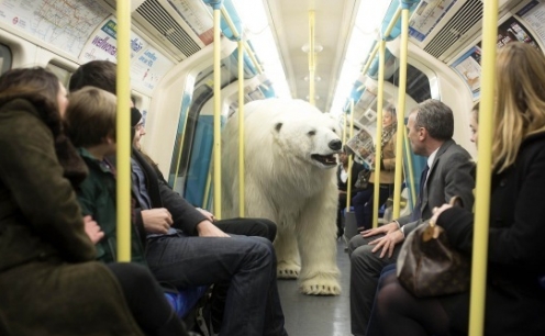 Urso polar invade Londres