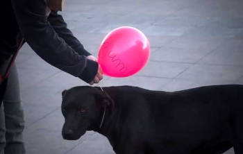 Cachorros de rua 'invisíveis'