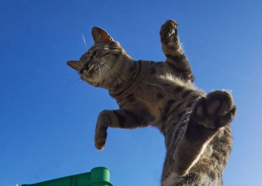 Gatinhos, muita energia e fotografia!