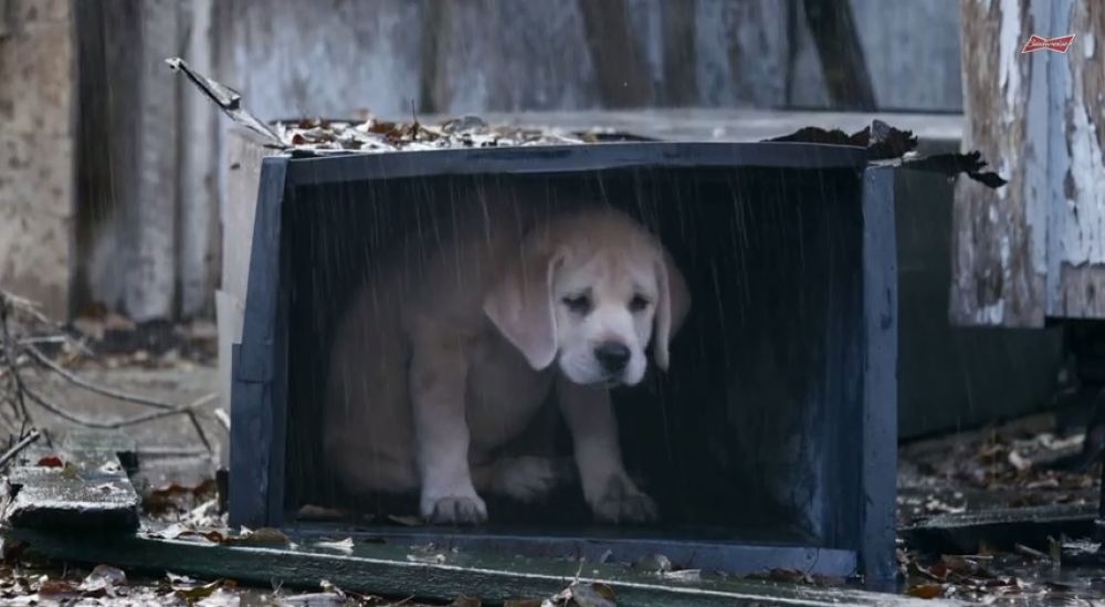 Budweiser em: “Lost Dog”